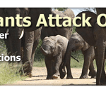 Elephants attack Orissa exactly one year after persecutions