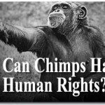 Can Chimps Have Human Rights?