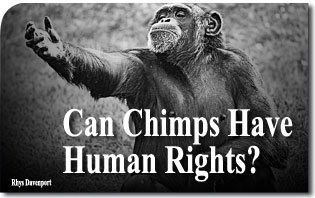 Can Chimps Have Human Rights?