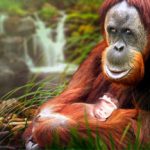Can Rivers, Rice and Orangutans have ‘Personhood Rights?’