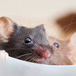 Why Did China Produce a ‘Transgendered’ Male Rat to Give Birth?