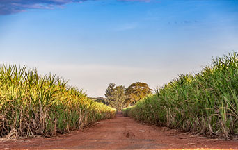 Things Are So Bad in Cuba that It Must Even Import Sugar to Survive