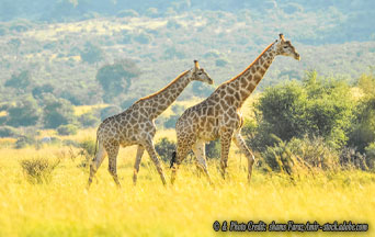 ANC Doubles Down on the “National Democratic Revolution” in South Africa