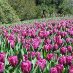 The Soft Power of Flowers: How Bouquets Build Bridges