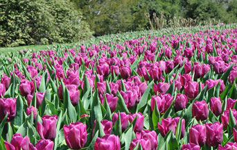 The Soft Power of Flowers: How Bouquets Build Bridges