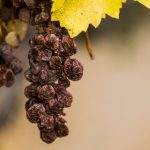 Pinot Noir’s Grapes Have Gone Sour as Youth Lose the Art of Drinking Wine