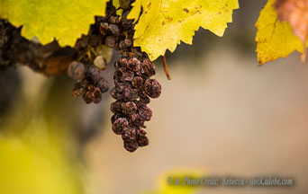 Pinot Noir’s Grapes Have Gone Sour as Youth Lose the Art of Drinking Wine