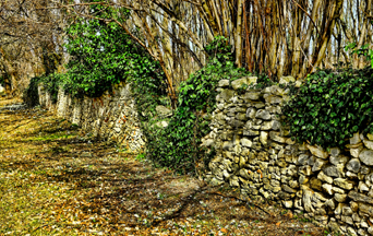 Plants That Make Good Fences - Plants For Privacy Hgtv / Sandra explains natural fences are a financial and chronological investment.