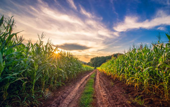 Why Italian Farmers Have Had Enough of the EU