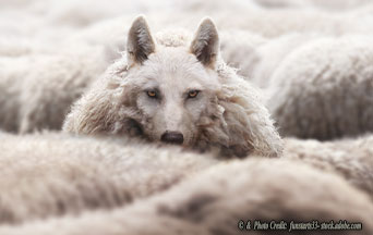 Will the New Leo Drive Away the Old Wolves?